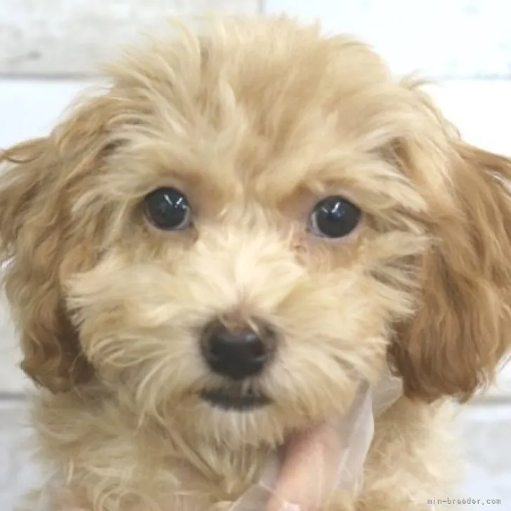 ID:2302-01928の子犬