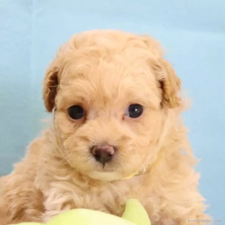 ID:2409-03204の子犬