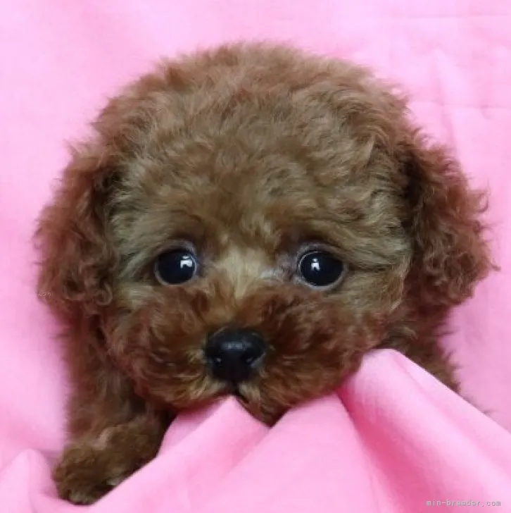 ID:2310-06293の子犬