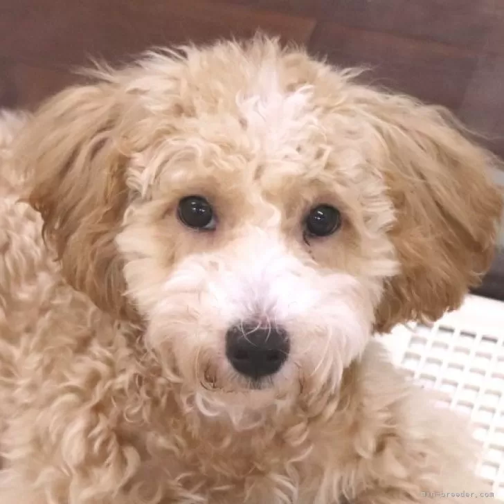 ID：2404-02551の子犬