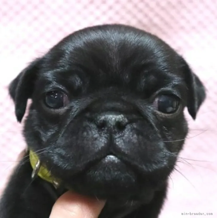 ID:2302-01726の子犬