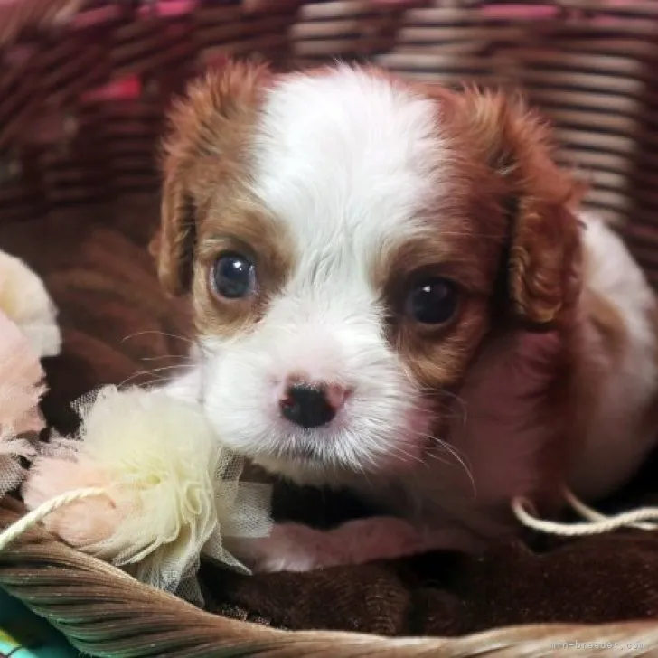 ID：2306-04575の子犬