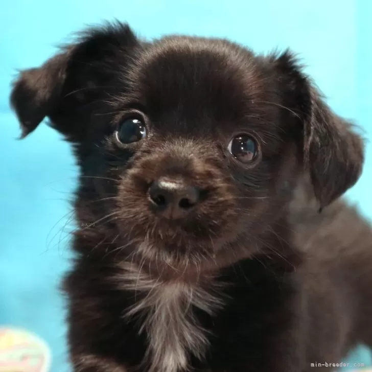 ID:2404-06521の子犬