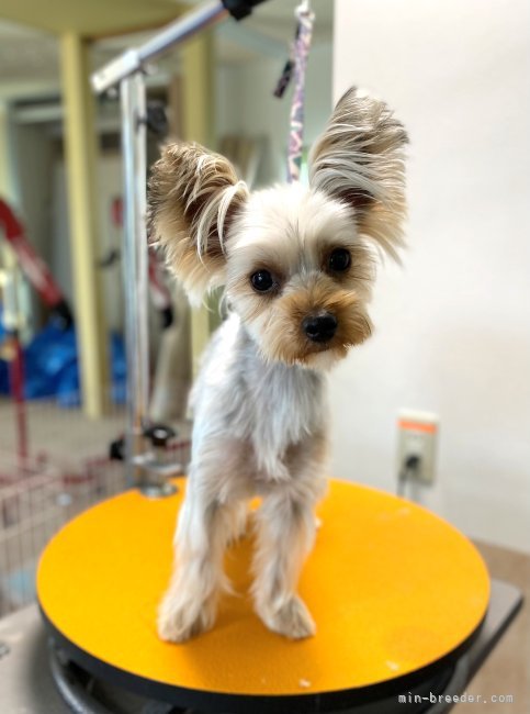 ヨークシャーテリア【・女の子・2022年1月11日・スティールブルータン】