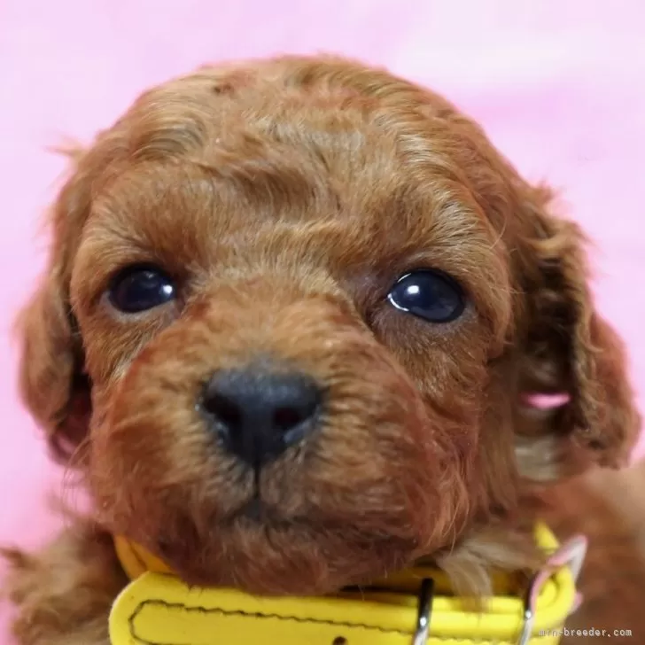 ID：2402-04777の子犬