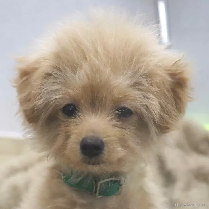 ID:2407-08413の子犬