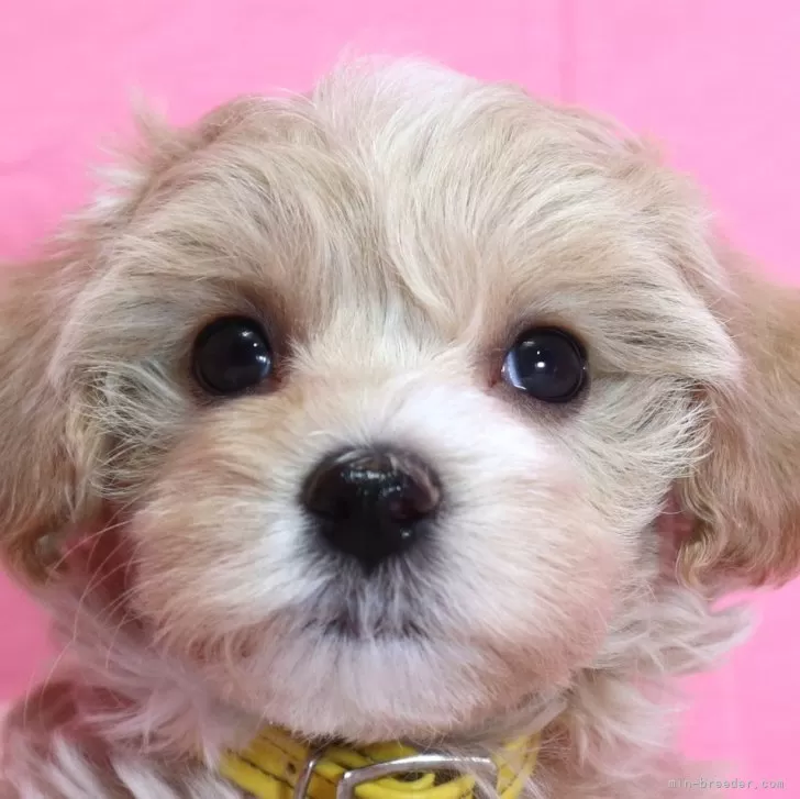 ID:2403-00800の子犬