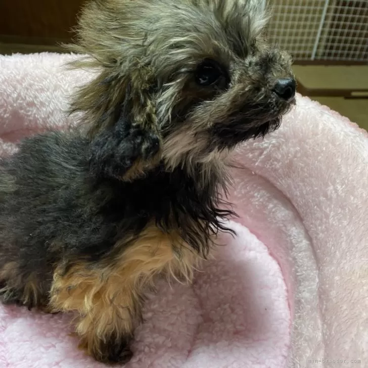 AK 様のお迎えした子犬