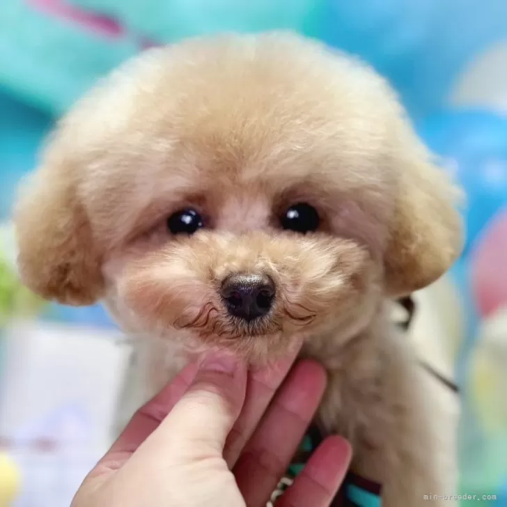 ID：2501-01679の子犬