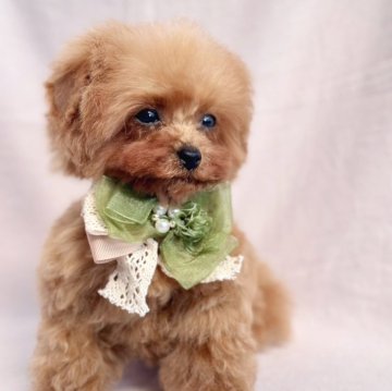 トイプードル(タイニー)【岡山県・女の子・2024年10月28日・レッドフォーン】の写真「元気いっぱいな女の子。」