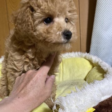 トイプードル(タイニー)【岡山県・女の子・2023年12月16日・アプリコット】の写真「とてもお転婆な三姉妹の三女です。」