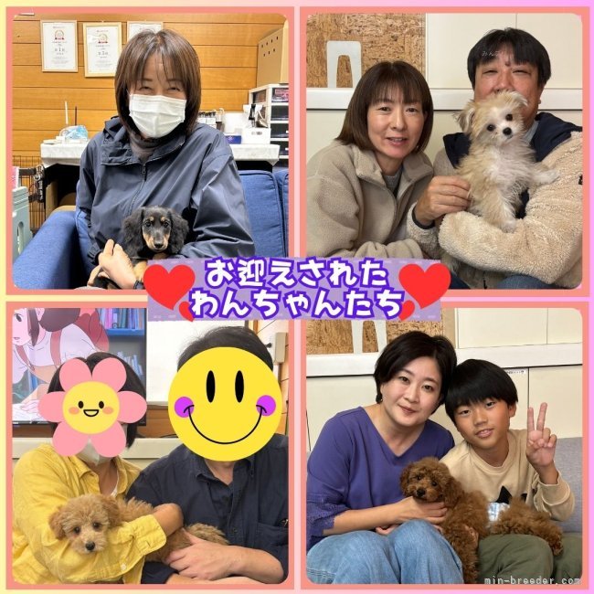 矢込晴菜ブリーダーのブログ：ワンちゃんたちがお迎えされました🐶✨