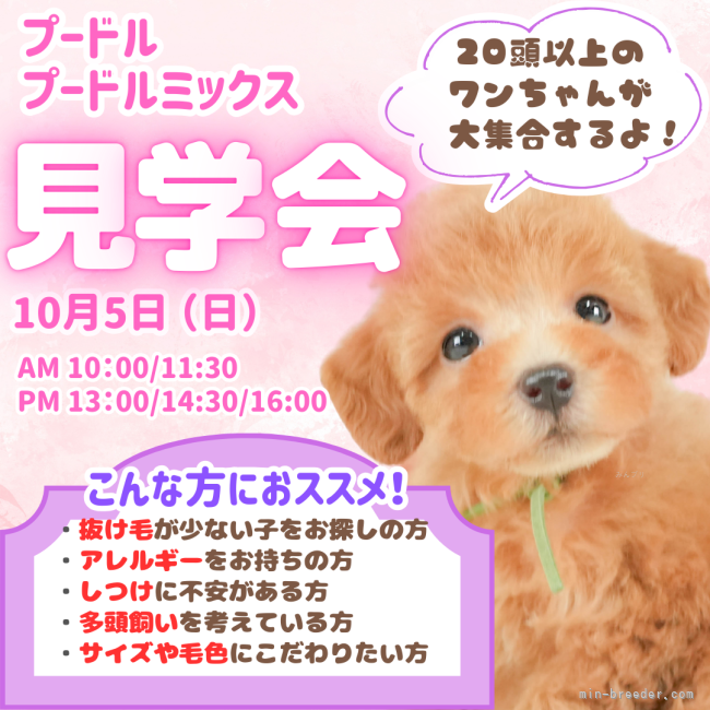 矢込晴菜ブリーダーのブログ：🌈プードルちゃん、プードルMIXちゃん🌈大集合🐶💓