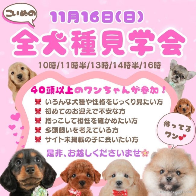 矢込晴菜ブリーダーのブログ：✨11/16は、全犬種見学会開催🐕💨