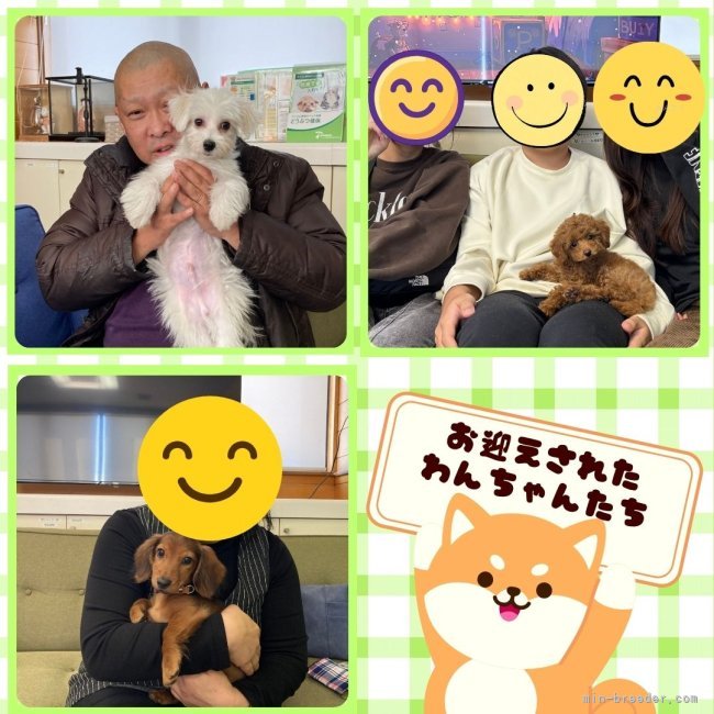 矢込晴菜ブリーダーのブログ：ワンちゃんたちがお迎えされました🐶✨