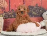 トイプードル(トイ)【静岡県・男の子・2025年6月25日・レッド】の写真12「🐶複数頭見学もOK🐶一回の見学で兄弟や他のワンちゃんも見学できます🎶」