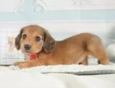 ミニチュアダックスフンド(ロング)【静岡県・男の子・2025年7月2日・シェーデッドレッド】の写真10「🐶複数頭見学もOK🐶一回の見学で兄弟や他のワンちゃんも見学できます🎶」