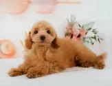 タイニープードル【静岡県・女の子・2025年2月23日・レッド】の写真10「🐶複数頭見学もOK🐶一回の見学で兄弟や他のワンちゃんも見学できます🎶」
