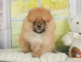 ポメラニアン【静岡県・女の子・2025年6月16日・オレンジ】の写真10「🐶複数頭見学もOK🐶一回の見学で兄弟や他のワンちゃんも見学できます🎶」