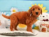 トイプードル(トイ)【静岡県・男の子・2025年4月29日・レッド】の写真10「🐶複数頭見学もOK🐶一回の見学で兄弟や他のワンちゃんも見学できます🎶」