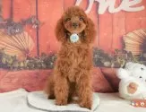 トイプードル(トイ)【静岡県・女の子・2025年3月22日・レッド】の写真10「🐶複数頭見学もOK🐶一回の見学で兄弟や他のワンちゃんも見学できます🎶」