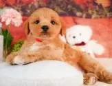 マルプー(マルチーズ×トイプードル)【静岡県・男の子・2025年3月13日・アプリコット】の写真10「🐶複数頭見学もOK🐶一回の見学で兄弟や他のワンちゃんも見学できます🎶」