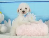 タイニープードル【静岡県・女の子・2025年6月11日・ホワイト】の写真9「🐶複数頭見学もOK🐶一回の見学で兄弟や他のワンちゃんも見学できます🎶」