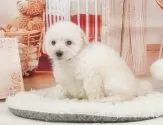 タイニープードル【静岡県・男の子・2025年5月2日・ホワイト】の写真10「🐶複数頭見学もOK🐶一回の見学で兄弟や他のワンちゃんも見学できます🎶」
