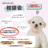 トイプードル(トイ)【静岡県・男の子・2025年5月29日・レッド】の写真3「飼う前の不安を解消！8/24(日)わんちゃん相談会✨」