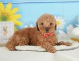 トイプードル(トイ)【静岡県・男の子・2025年7月7日・レッド】の写真10「🐶複数頭見学もOK🐶一回の見学で兄弟や他のワンちゃんも見学できます🎶」