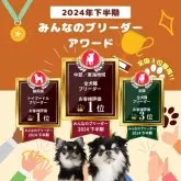 マルプー(マルチーズ×トイプードル)【静岡県・男の子・2025年3月13日・アプリコット】の写真15「👑ブリーダーランキング静岡県全犬種1位獲得👑たくさんの心温まるお言葉でここまで来れました😭」