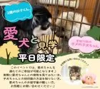 チワックス(チワワ×ダックスフンド)【静岡県・男の子・2025年3月3日・ブラックタン】の写真12「多頭飼いに興味ある方は是非、お家のワンちゃんも連れて見学に来てください✨」