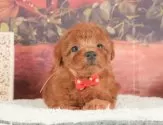トイプードル(トイ)【静岡県・女の子・2025年7月13日・レッド】の写真12「🐶複数頭見学もOK🐶一回の見学で兄弟や他のワンちゃんも見学できます🎶」