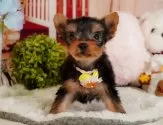ヨークシャーテリア【静岡県・男の子・2025年3月9日・スティールブルー&タン】の写真10「🐶複数頭見学もOK🐶一回の見学で兄弟や他のワンちゃんも見学できます🎶」
