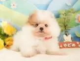 ポメラニアン【静岡県・男の子・2025年10月2日・パーティ】の写真12「🐶複数頭見学もOK🐶一回の見学で兄弟や他のワンちゃんも見学できます🎶」