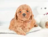 トイプードル(トイ)【静岡県・女の子・2025年8月11日・レッド】の写真12「🐶複数頭見学もOK🐶一回の見学で兄弟や他のワンちゃんも見学できます🎶」