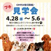 チワワ(ロング)【静岡県・女の子・2025年3月9日・ブラックタン&ホワイト】の写真4「GW期間中は毎日プチ見学会を開催します✨」