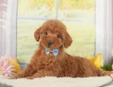 トイプードル(トイ)【静岡県・女の子・2025年8月14日・レッド】の写真12「🐶複数頭見学もOK🐶一回の見学で兄弟や他のワンちゃんも見学できます🎶」