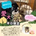 トイプードル(トイ)【静岡県・女の子・2025年7月13日・レッド】の写真13「多頭飼いに興味ある方は是非、お家のワンちゃんも連れて見学に来てください✨」