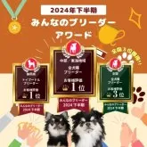 シーズー【静岡県・男の子・2025年2月5日・ホワイト&ゴールド】の写真15「👑ブリーダーランキング静岡県全犬種1位獲得👑たくさんの心温まるお言葉でここまで来れました😭」