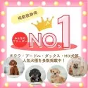マルプー(マルチーズ×トイプードル)【静岡県・男の子・2025年6月11日・クリーム】の写真13「静岡県掲載数No.1👑まずは、当犬舎に来てください！」