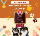 シーズー【静岡県・女の子・2025年5月19日・ゴールド&ホワイト】の写真15「👑ブリーダーランキング静岡県全犬種1位獲得👑たくさんの心温まるお言葉でここまで来れました😭」