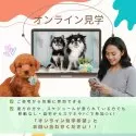 トイプードル(トイ)【静岡県・男の子・2025年5月2日・ホワイト】の写真14「🛫オンライン見学や近隣引き渡しサービスも可能🚄遠方で直接犬舎へ来れない方にもオススメ✨」
