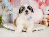 シーズー【静岡県・男の子・2025年2月5日・ホワイト&ゴールド】の写真10「🐶複数頭見学もOK🐶一回の見学で兄弟や他のワンちゃんも見学できます🎶」