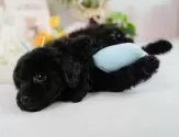 トイプードル(トイ)【静岡県・男の子・2025年1月7日・ブラック】の写真10「🐶複数頭見学もOK🐶一回の見学で兄弟や他のワンちゃんも見学できます🎶」