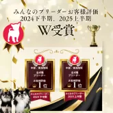 マルプー(マルチーズ×トイプードル)【静岡県・男の子・2025年5月21日・クリーム】の写真15「🔥2期連続W受賞🔥2024下半期＆2025上半期で中部全犬種No.1ブリーダー🐶」