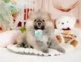 ポメラニアン【静岡県・女の子・2025年2月5日・ウルフセーブル】の写真11「🐶複数頭見学もOK🐶一回の見学で兄弟や他のワンちゃんも見学できます🎶」