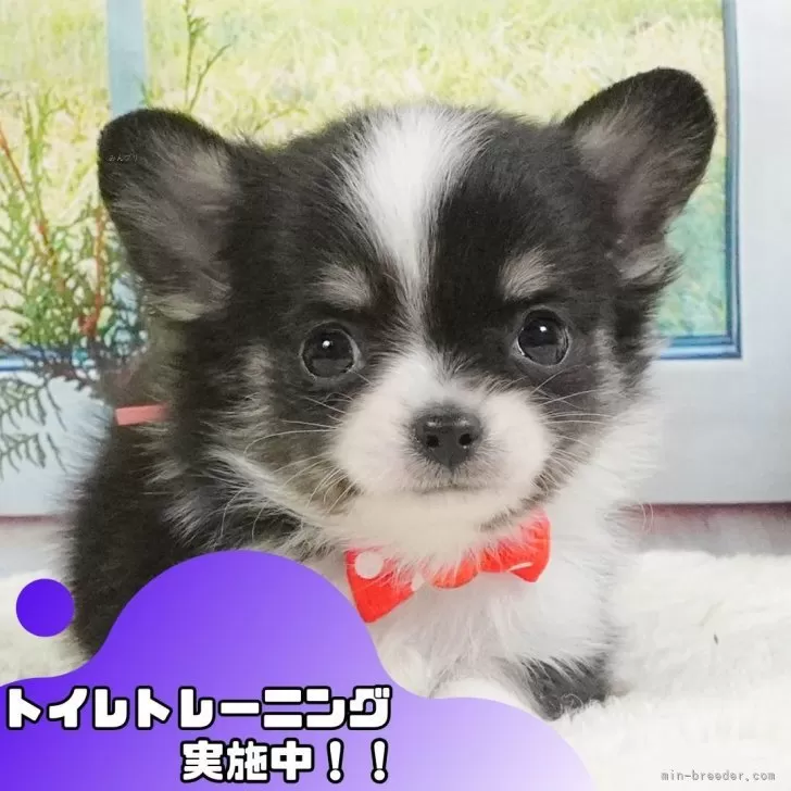 ID:2506-02782の子犬