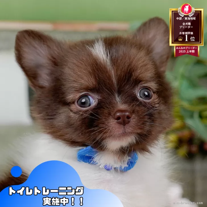 Y.K 様のお迎えした子犬