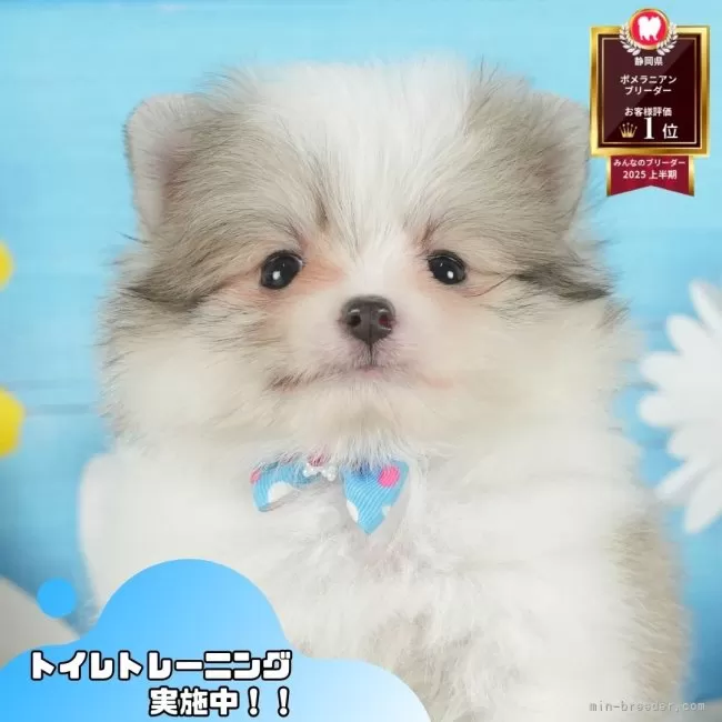 H.S 様のお迎えした子犬